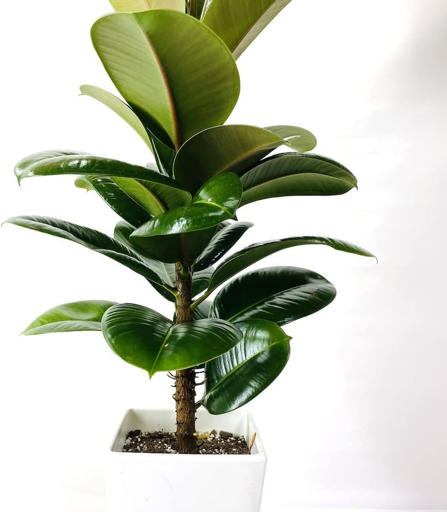 Amazon|観葉植物 ゴムの木 フィカス・ロブスター 苗木 鉢植え インド Amazon|観葉植物 ゴムの木 フィカス・ロブスター 苗木 鉢植え インド